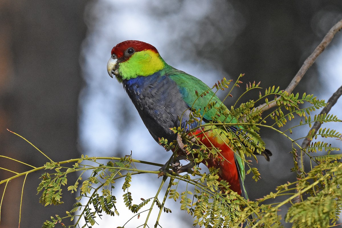 Red-capped Parrot - ML257606211