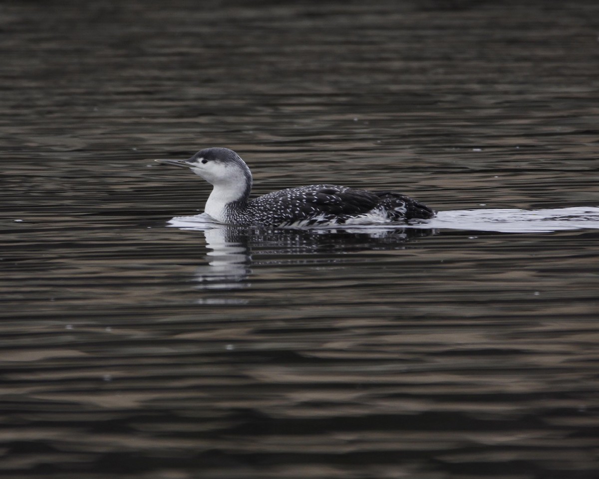 Red-throated Loon - Kevin Smith