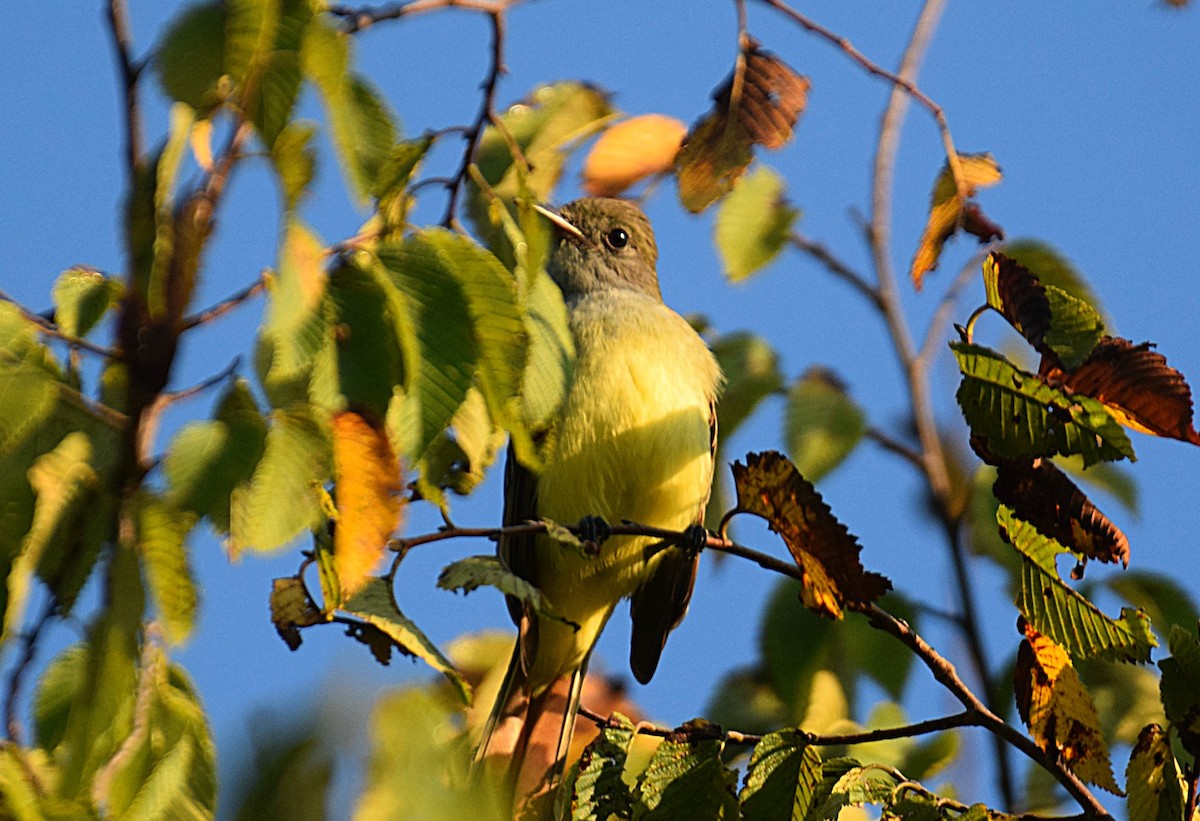 Great Crested Flycatcher - ML257614721