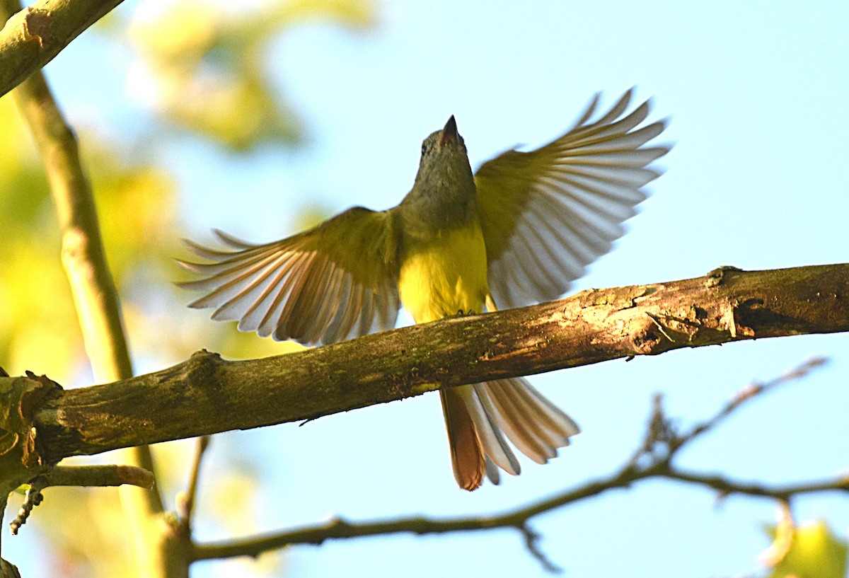 Great Crested Flycatcher - ML257614731