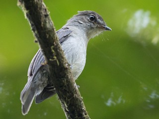  - Chapin's Flycatcher (Chapin's)