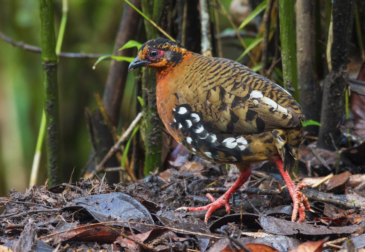 Red-breasted Partridge - ML257615221