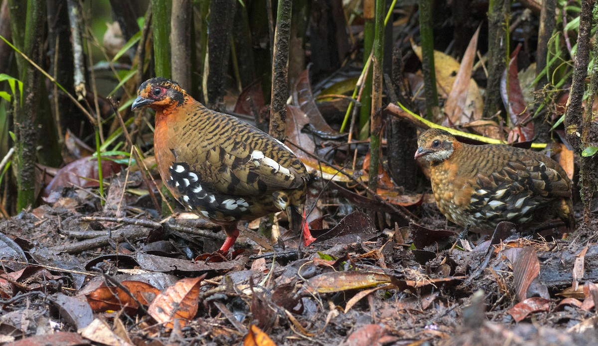 Red-breasted Partridge - ML257615271