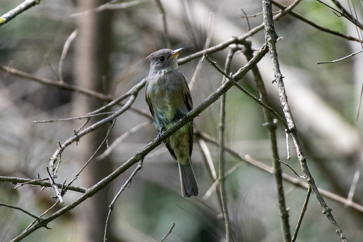 Greater Pewee - ML257616311