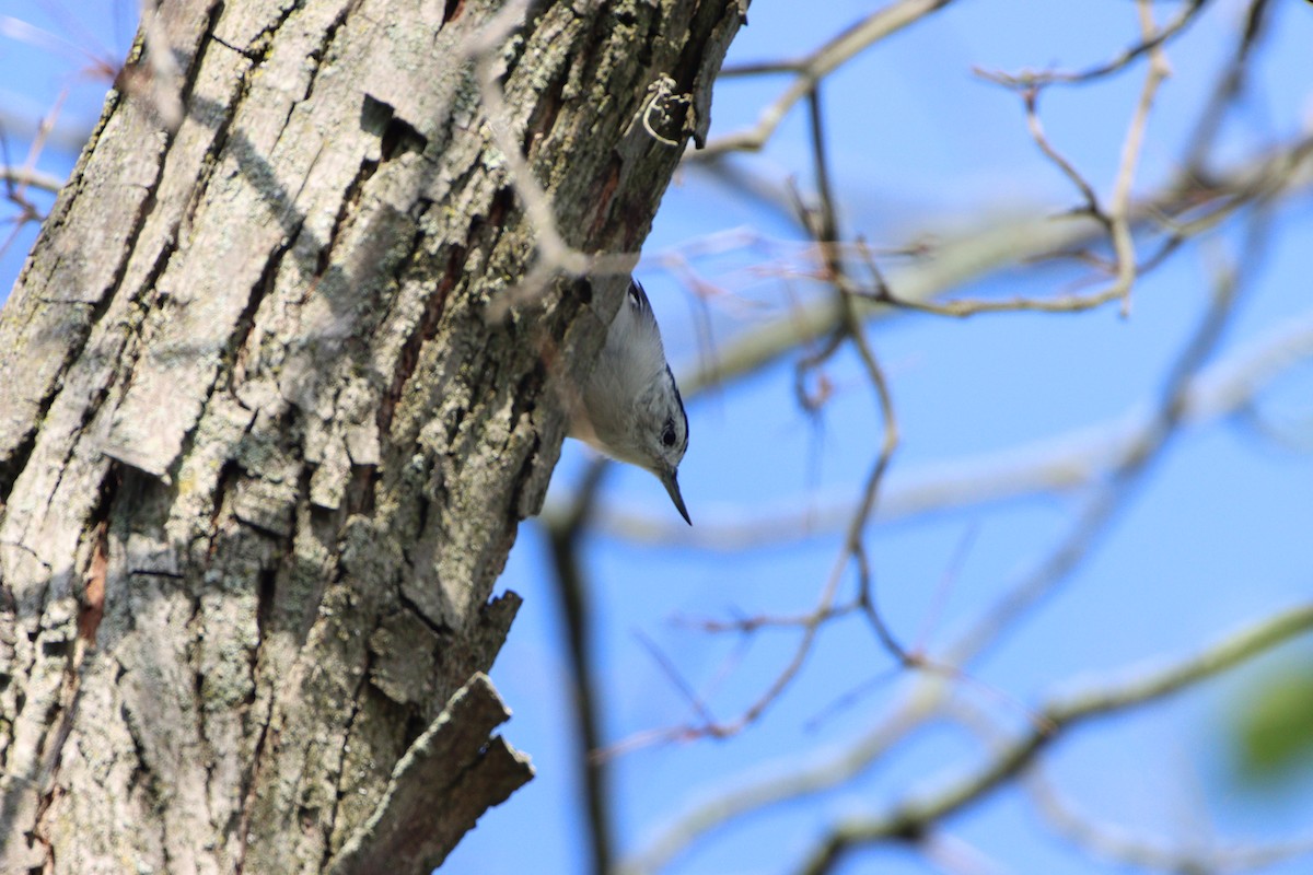 White-breasted Nuthatch - ML257616761