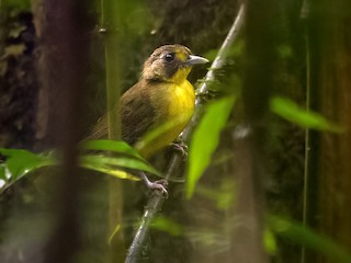 Adult (Brown-eyed) - Lars Petersson | My World of Bird Photography - ML257617241