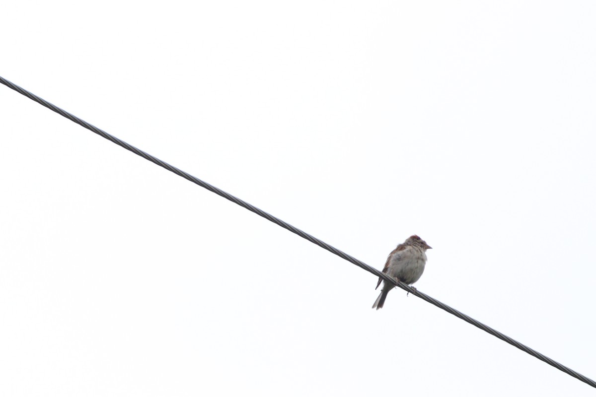 Chipping Sparrow - Rhett Quigley