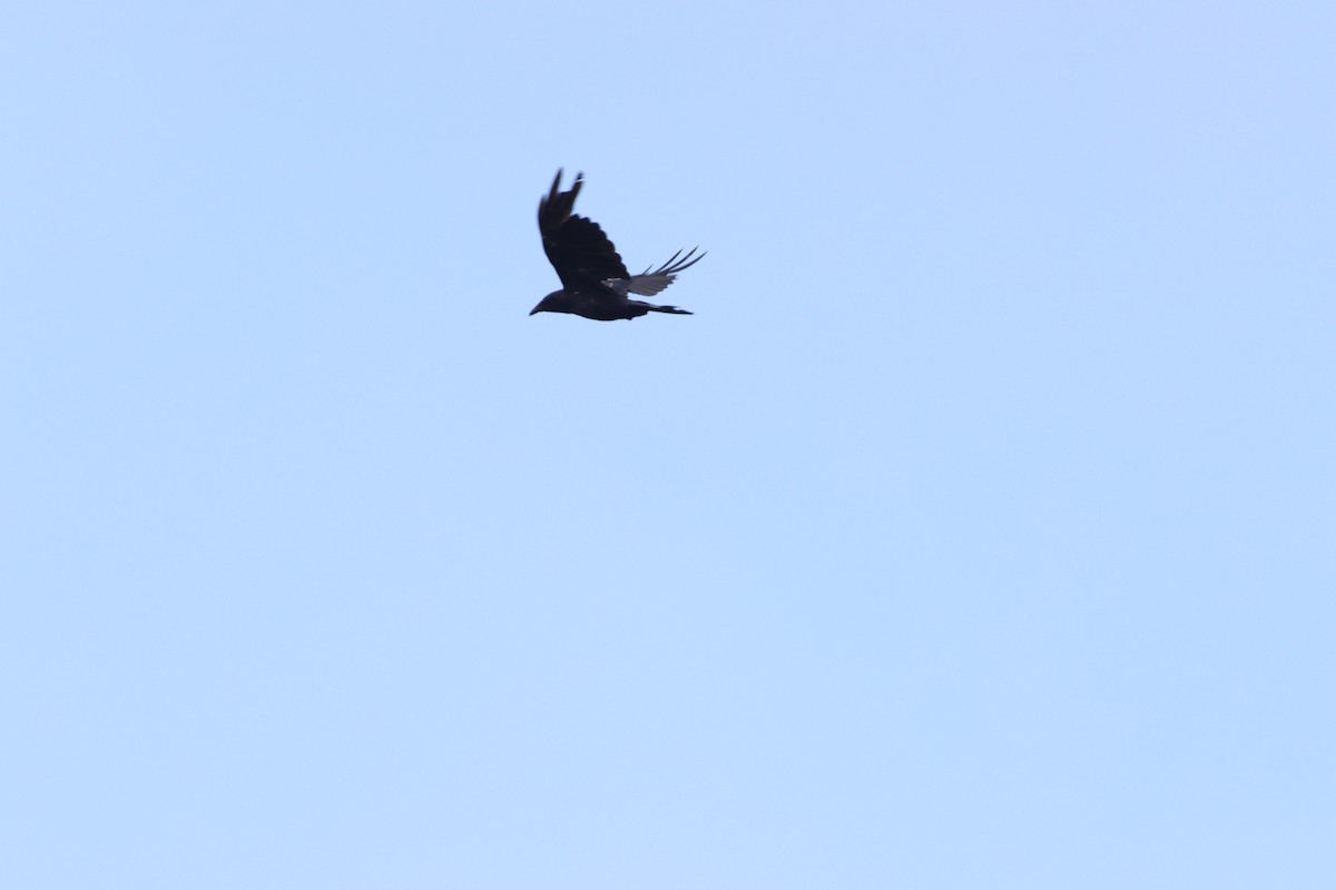 Corvus sp. (crow sp.) - ML257617531