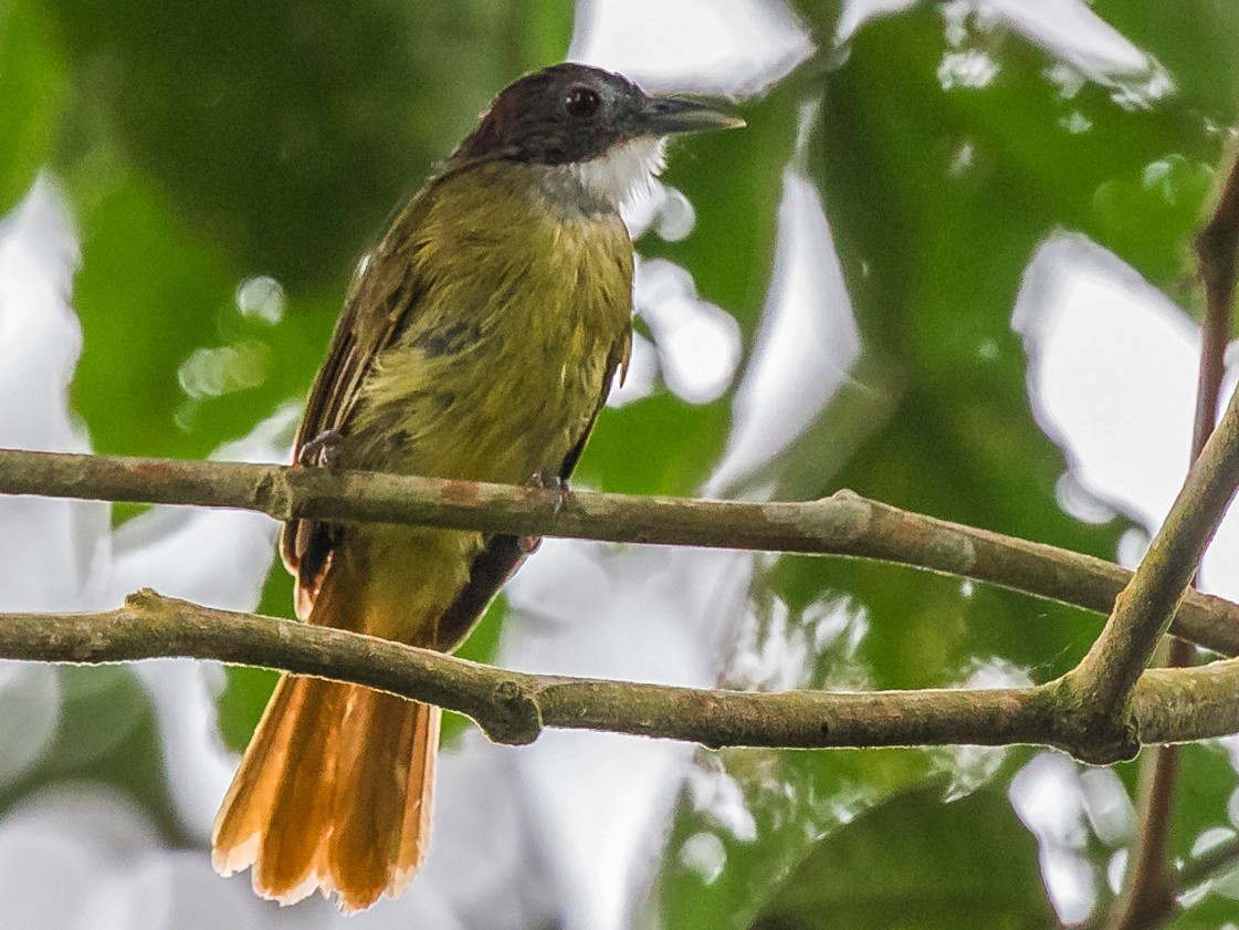 Red-tailed Greenbul - Miguel Angel Fuentes Rosúa