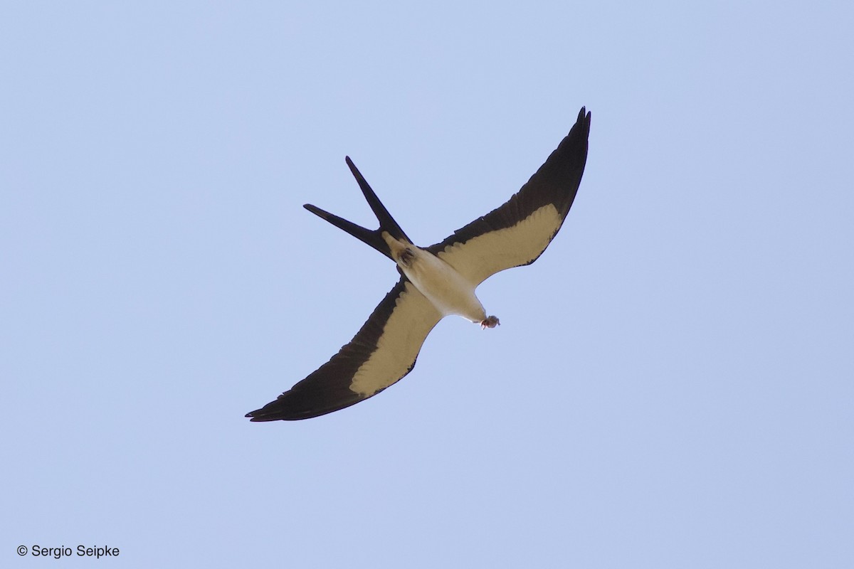 Swallow-tailed Kite - Sergio Seipke