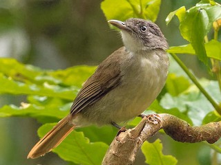 Adulto (White-throated) - Vincent Wang - ML257623411