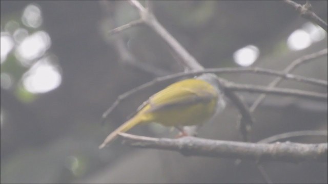 Gray-headed Canary-Flycatcher - ML257623651