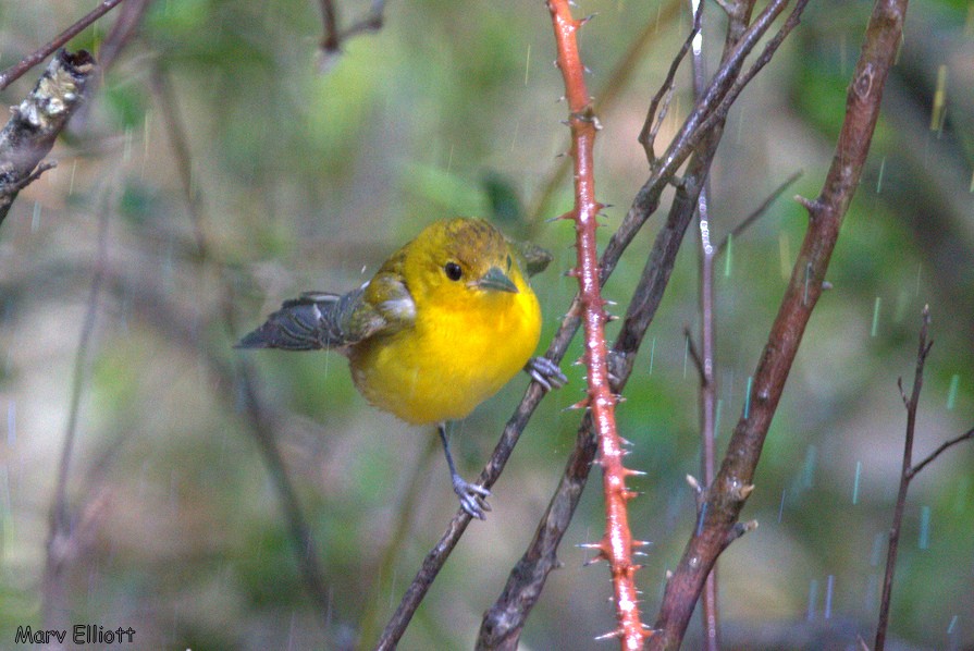 Prothonotary Warbler - ML25762491