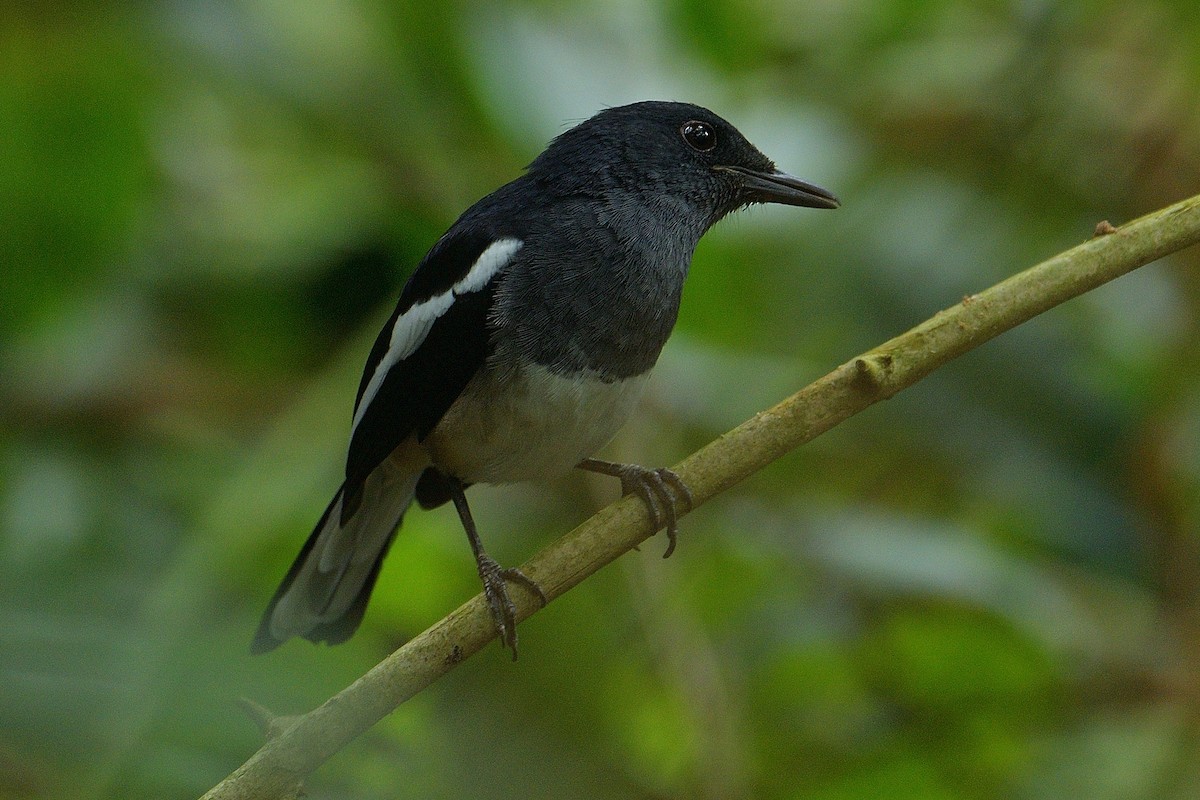 Oriental Magpie-Robin - Choong YT