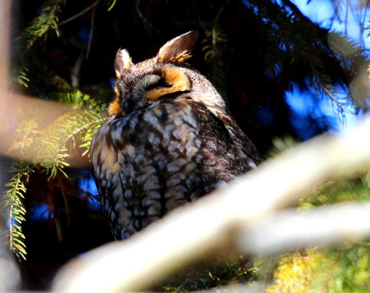 Long-eared Owl - ML25762681