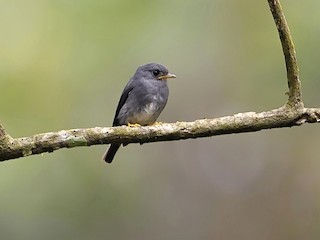 Yellow-footed Flycatcher - eBird