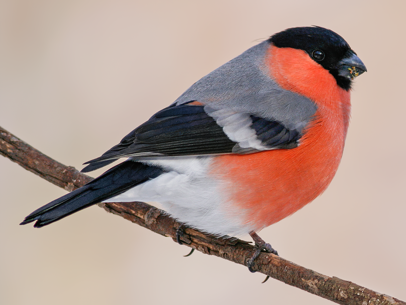 Eurasian Bullfinch - Ivan Sjögren