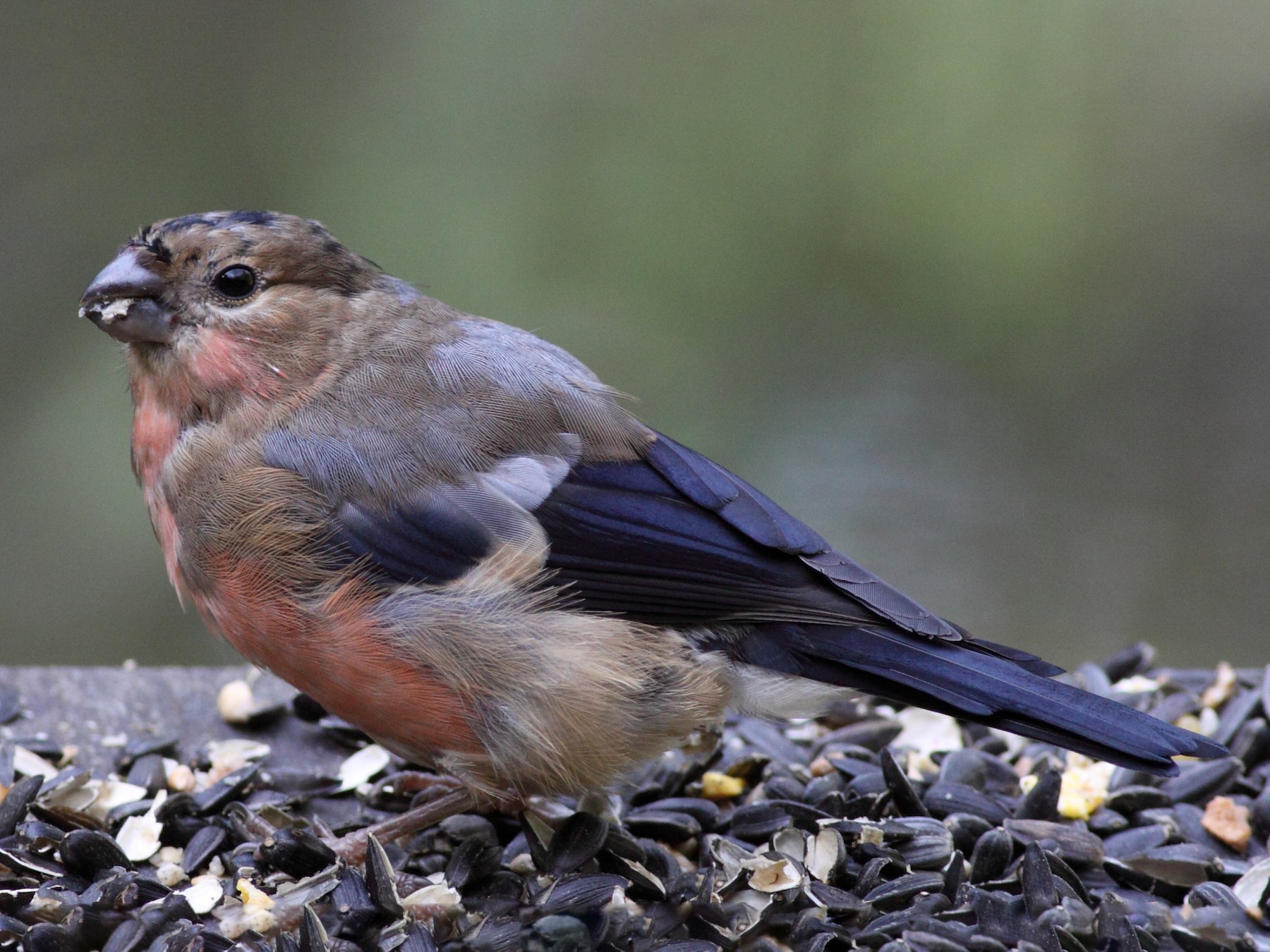 Eurasian Bullfinch - AlDeb Casanova