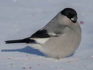 Qattiq mushuk onlayn katta xoroz chozilgan edi