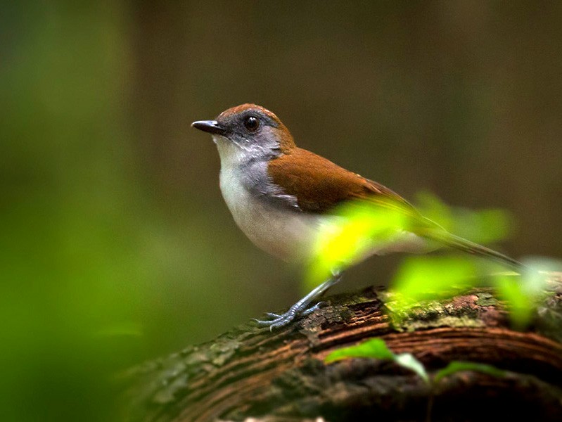 Fire-crested Alethe - Lars Petersson | My World of Bird Photography