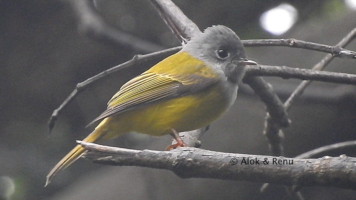 Gray-headed Canary-Flycatcher - Alok Tewari