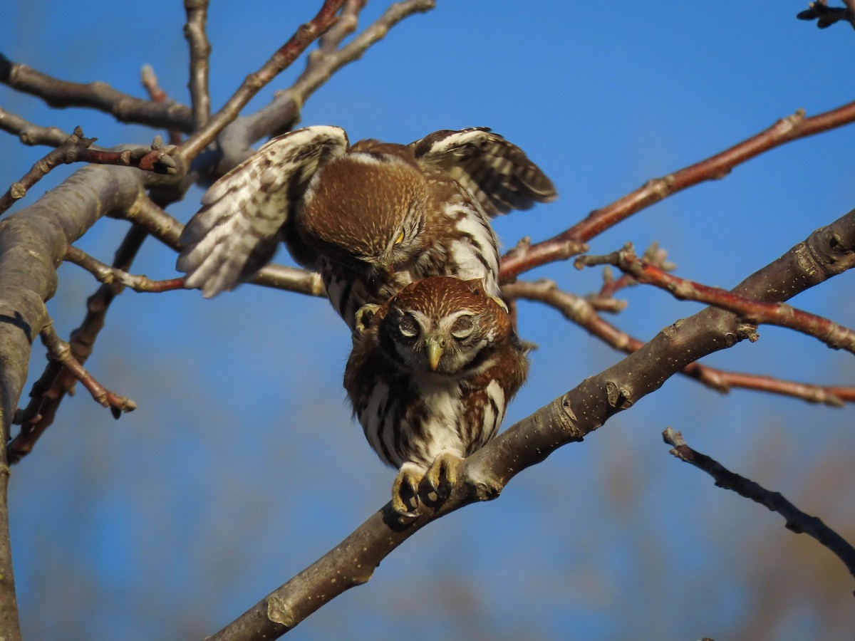 Austral Pygmy-Owl - ML257635611
