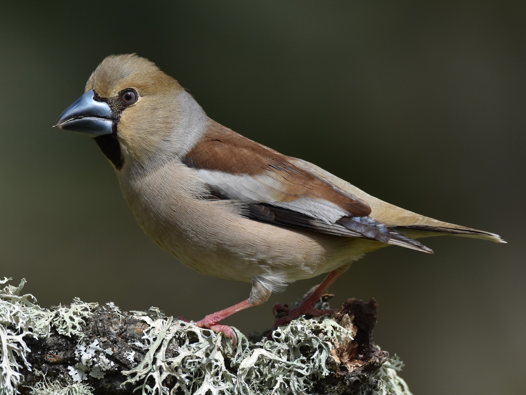 Hawfinch - Santiago Caballero Carrera