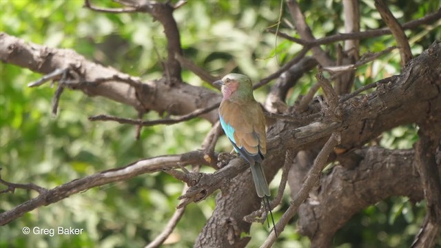 Lilac-breasted Roller - ML257639731
