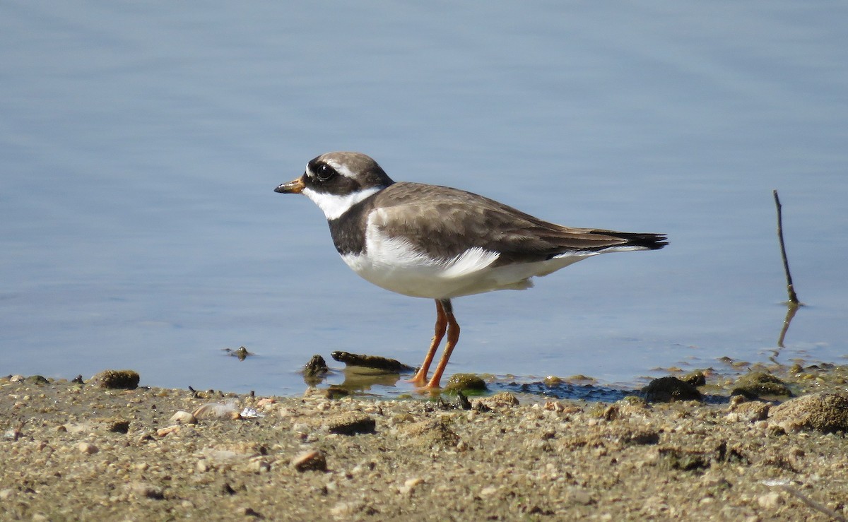 Common Ringed Plover - ML257639781