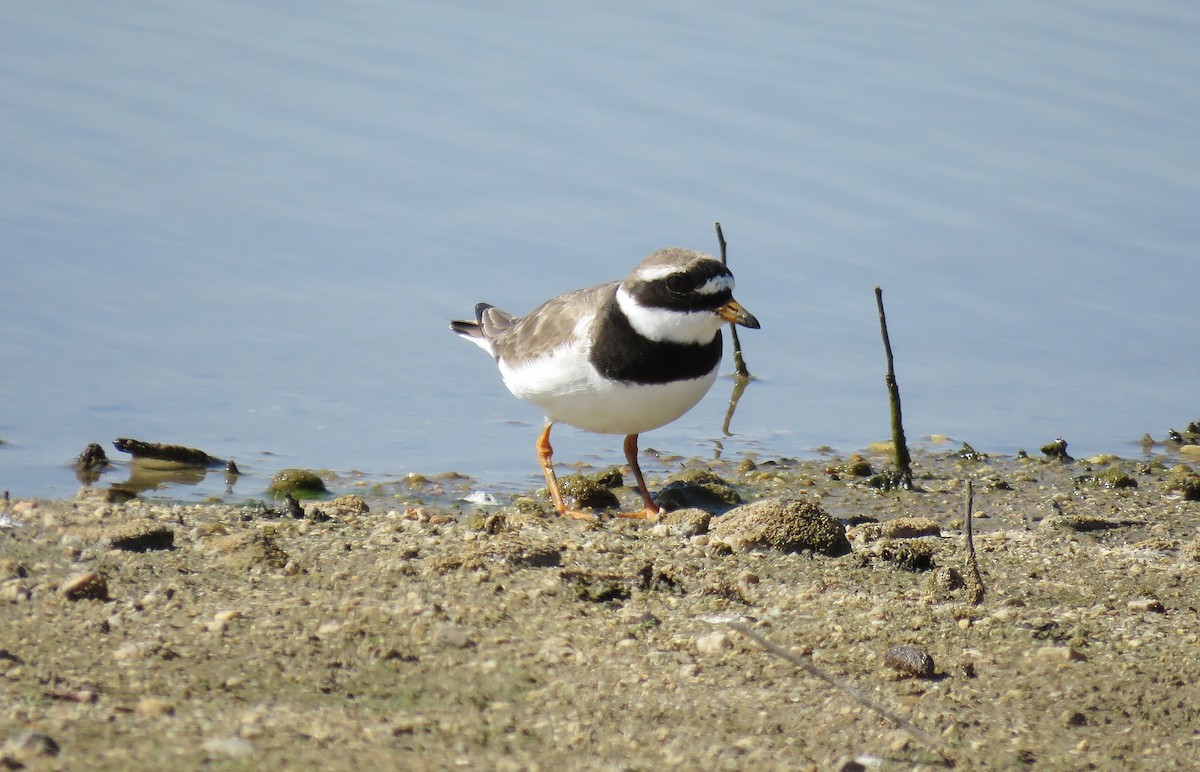 Common Ringed Plover - ML257639791