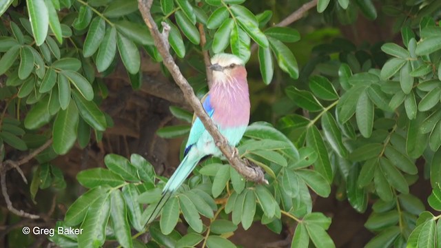 Lilac-breasted Roller - ML257639831