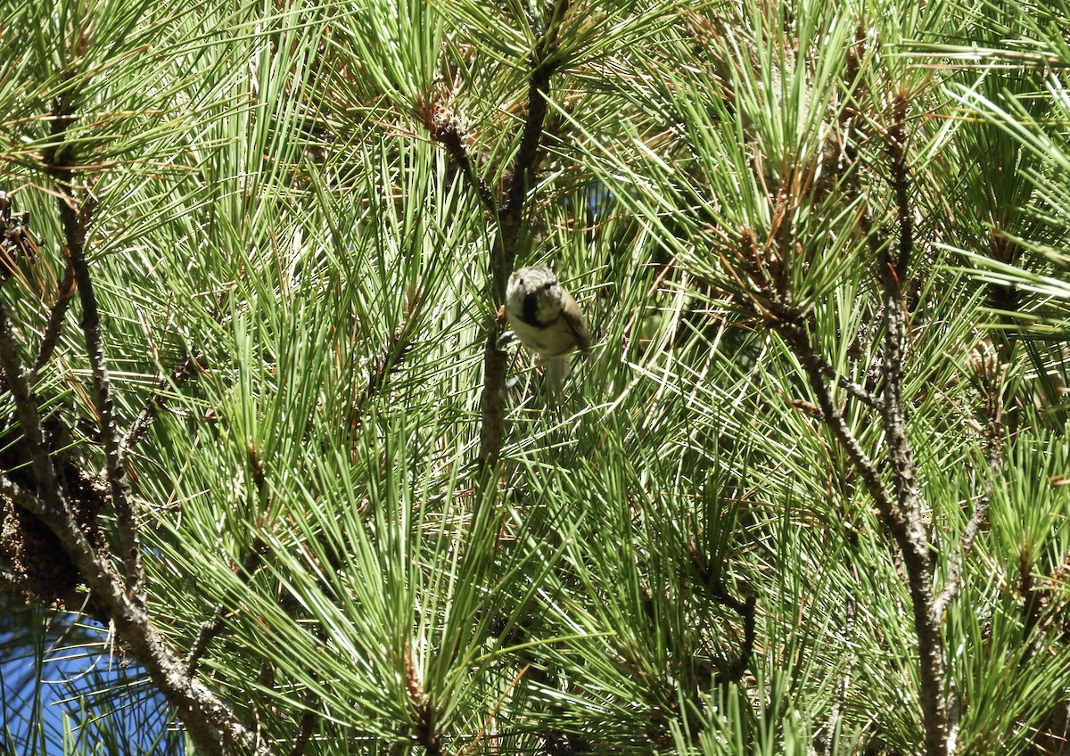 Crested Tit - ML257642691