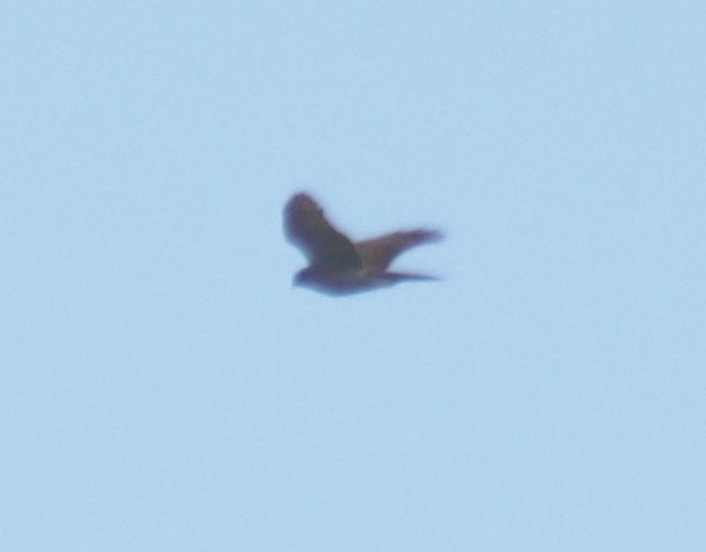 Eurasian Sparrowhawk - ML257643081