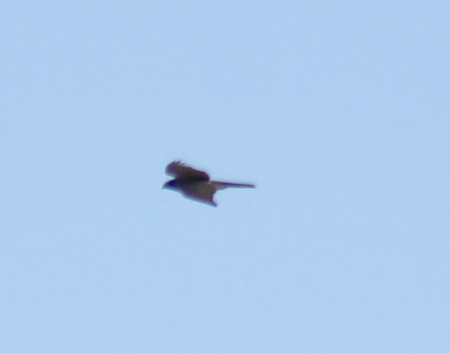 Eurasian Sparrowhawk - ML257643091