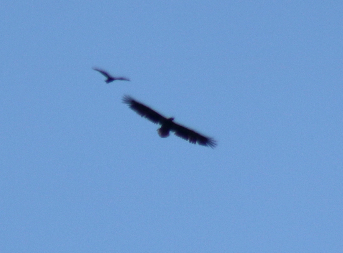 White-tailed Eagle - ML257643291