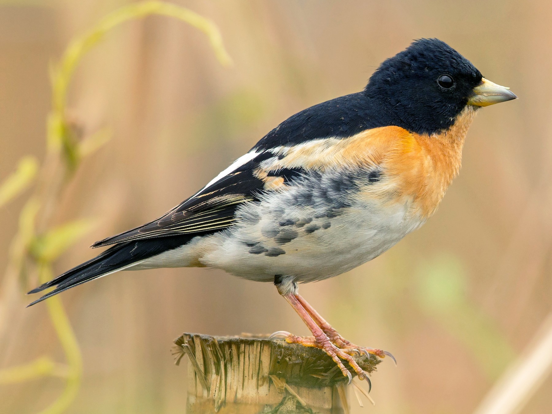 Brambling - eBird