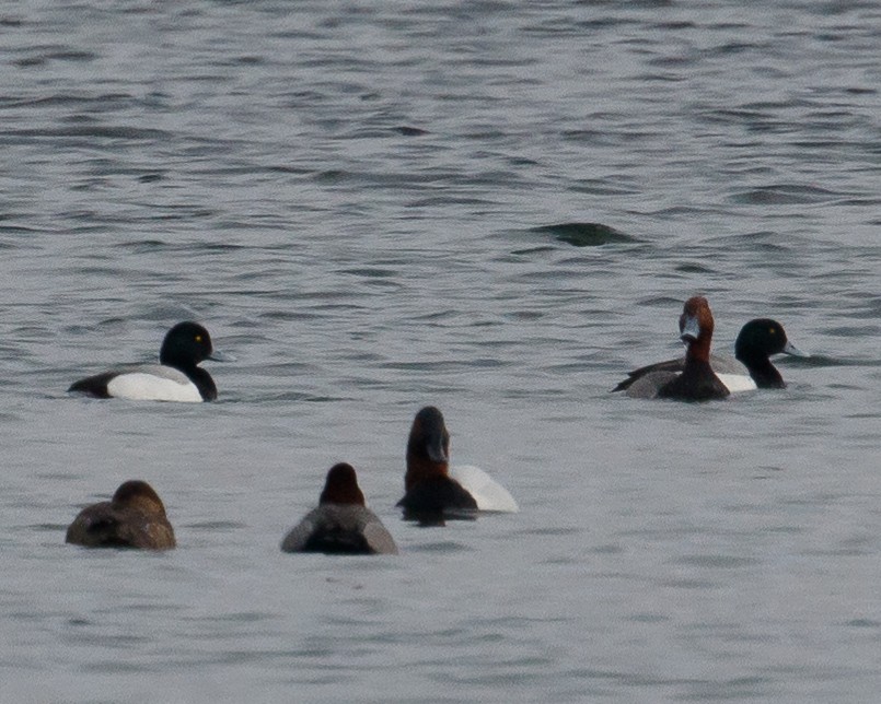 Greater Scaup - ML25764431