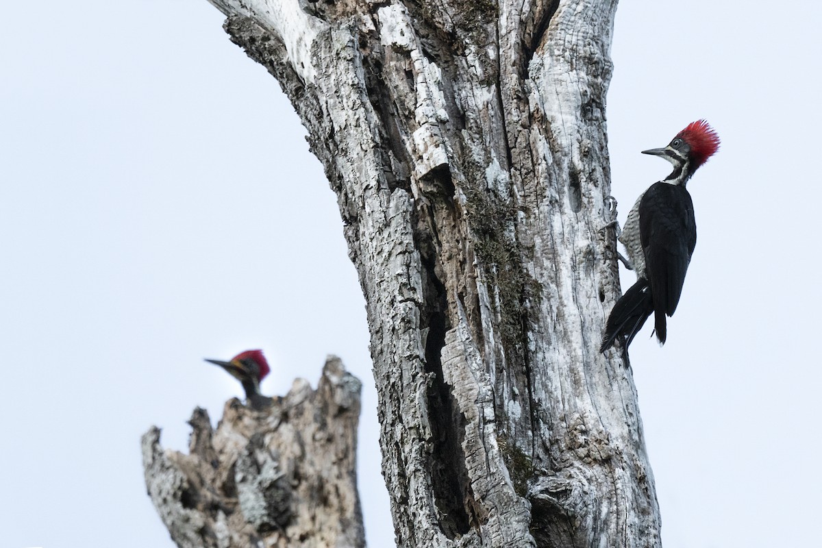 Lineated Woodpecker - Paula Taraborelli