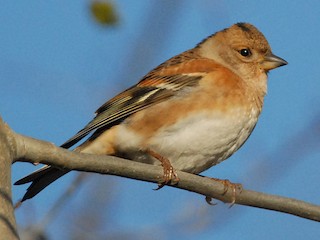  - Brambling
