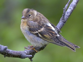 - Brambling