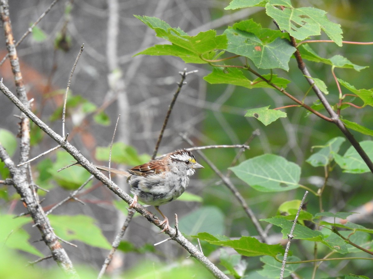 White-throated Sparrow - Jeanne Tucker