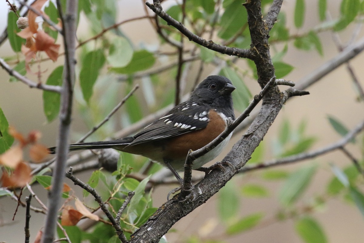 Spotted Towhee - ML257648491