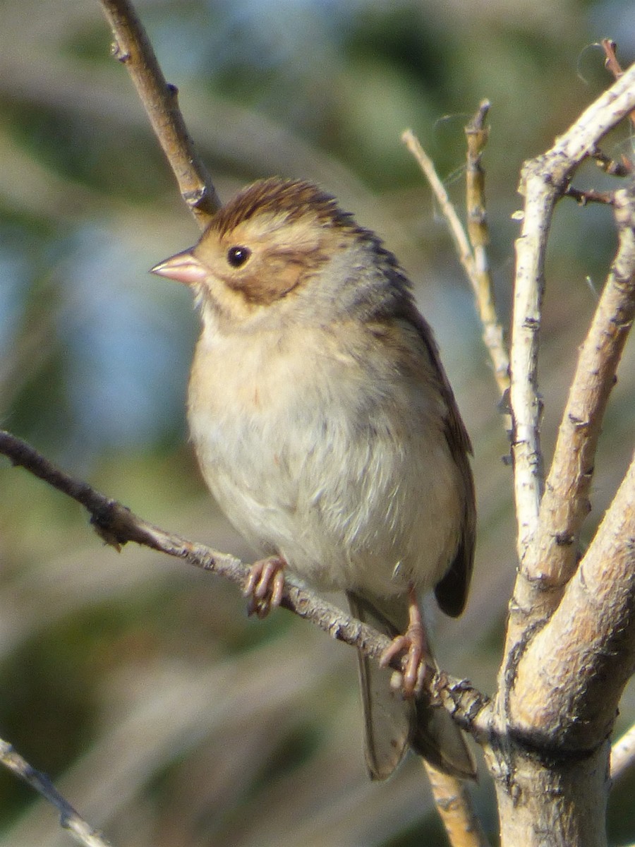 Clay-colored Sparrow - Jim Mott