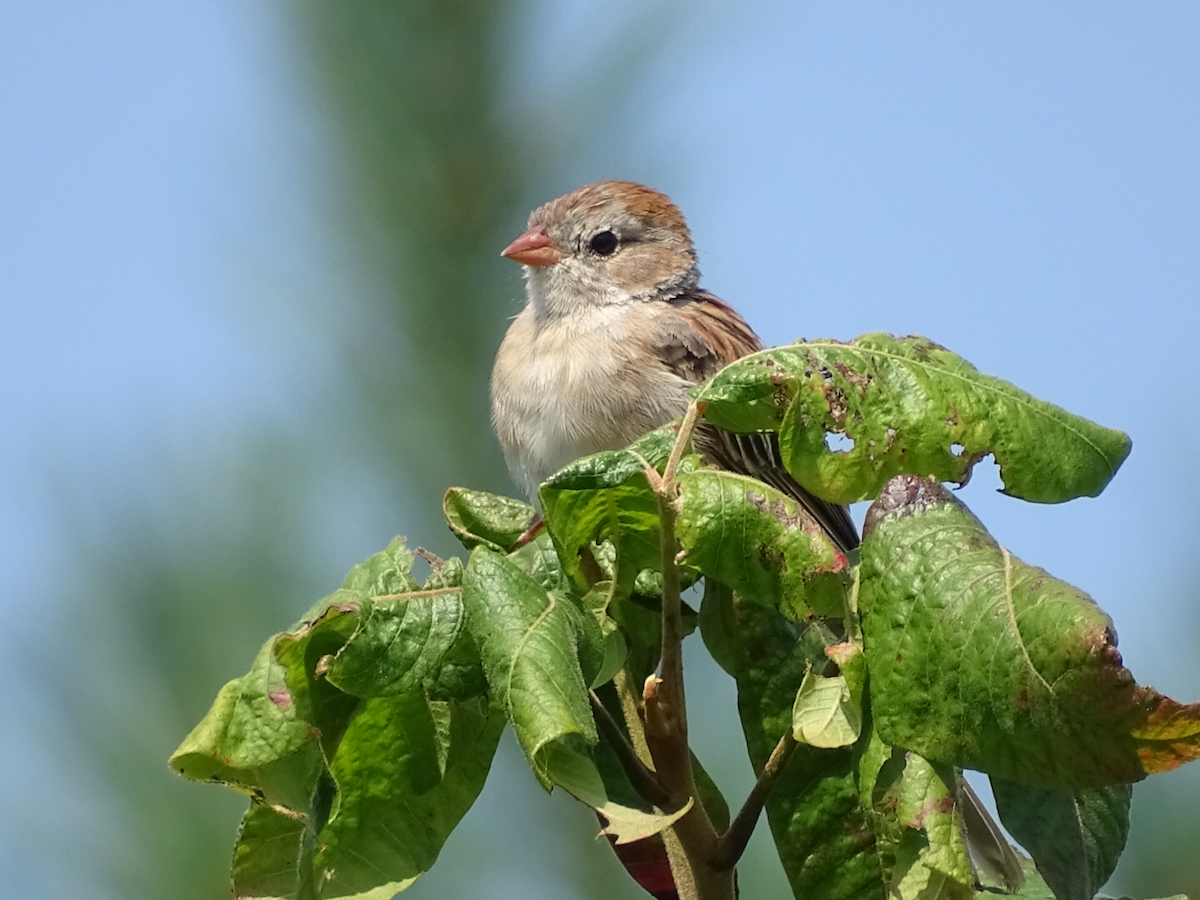 Field Sparrow - Jeffrey Roth