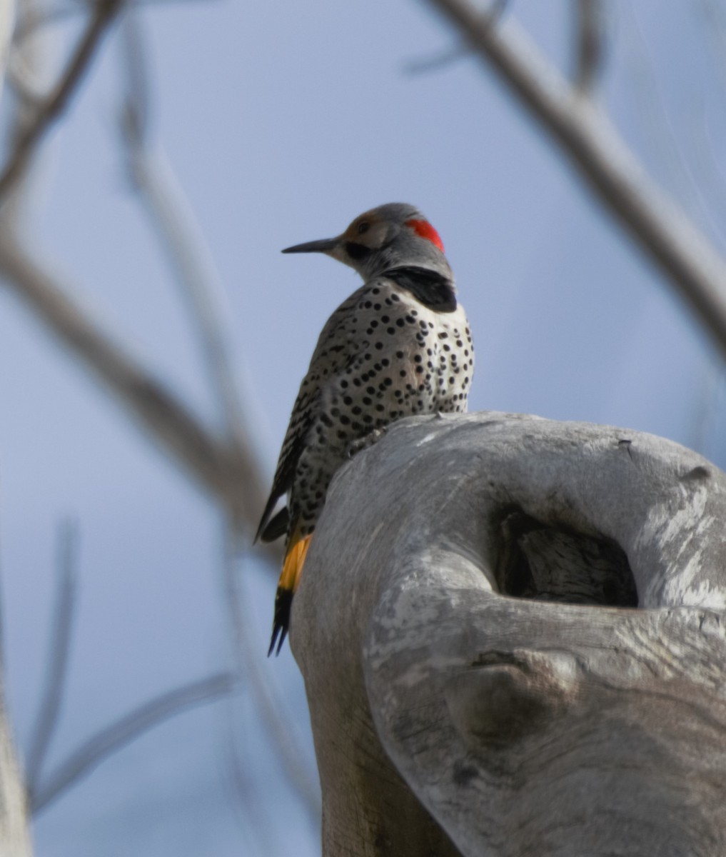 Northern Flicker (Yellow-shafted) - ML257654391