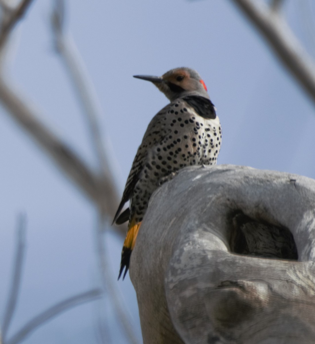 Northern Flicker (Yellow-shafted) - ML257654401