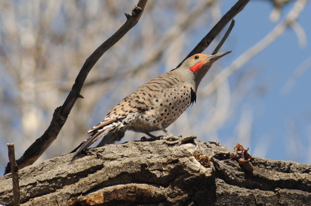 Northern Flicker (Red-shafted) - ML257656701