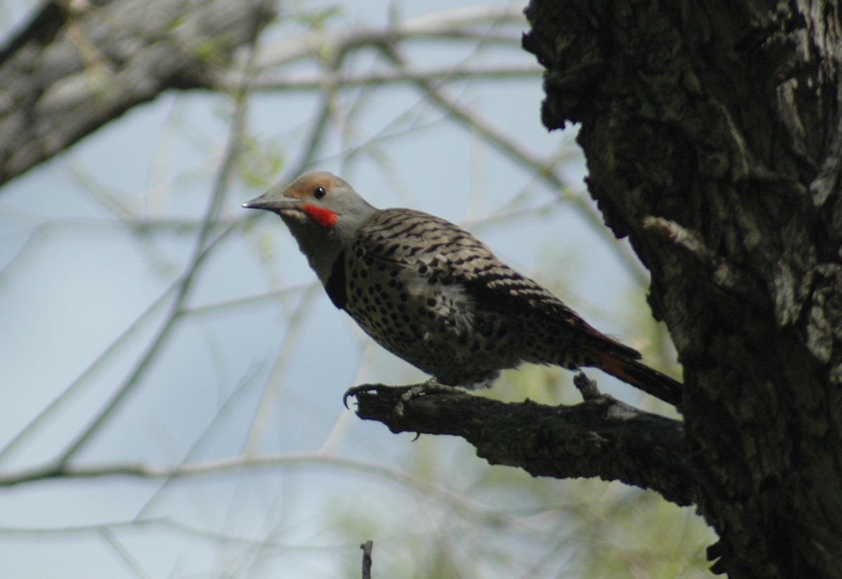 Northern Flicker (Red-shafted) - Sue Riffe