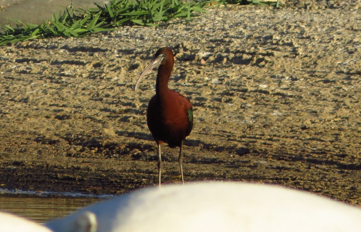 ibis hnědý - ML257659591