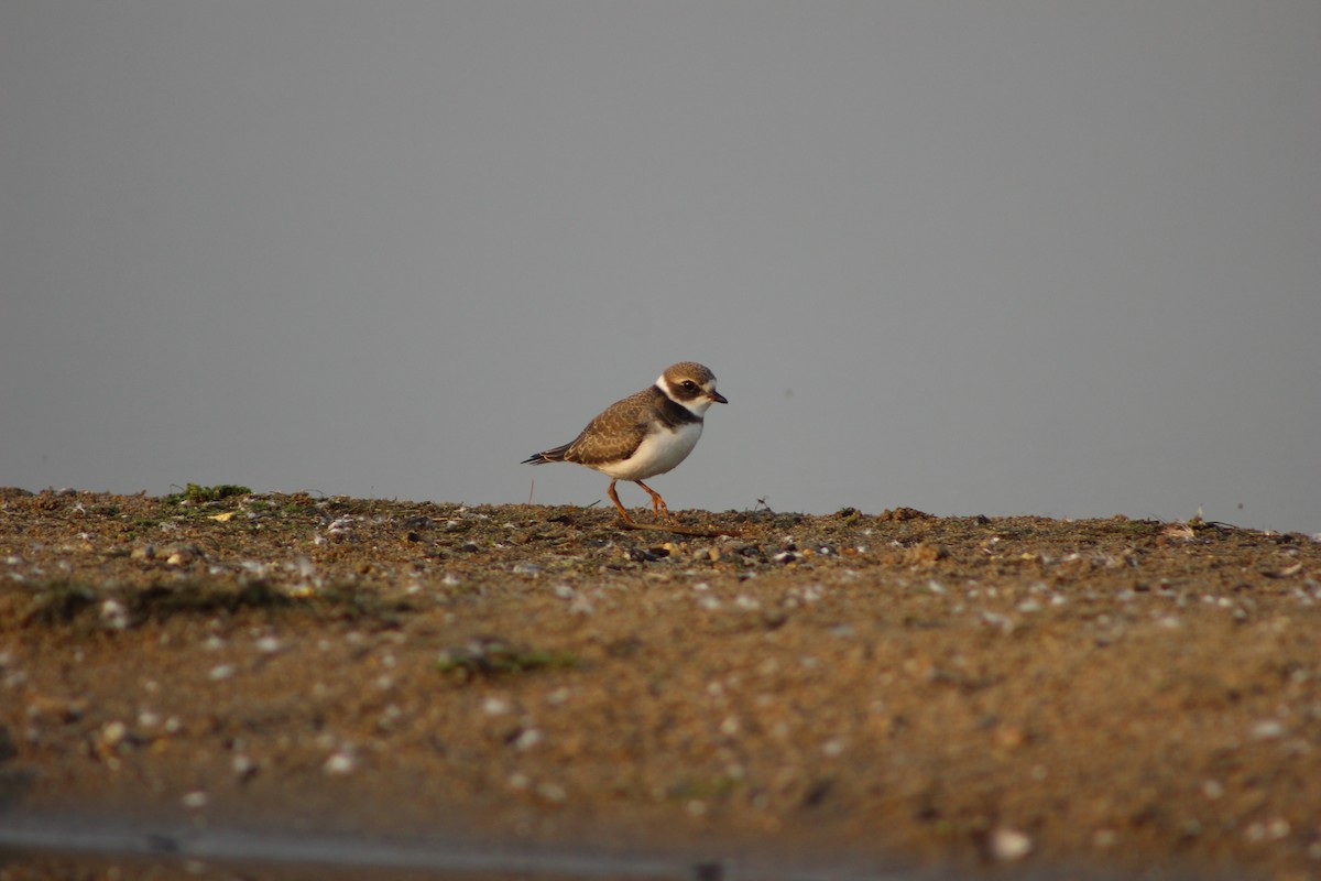Semipalmated Plover - ML257660801
